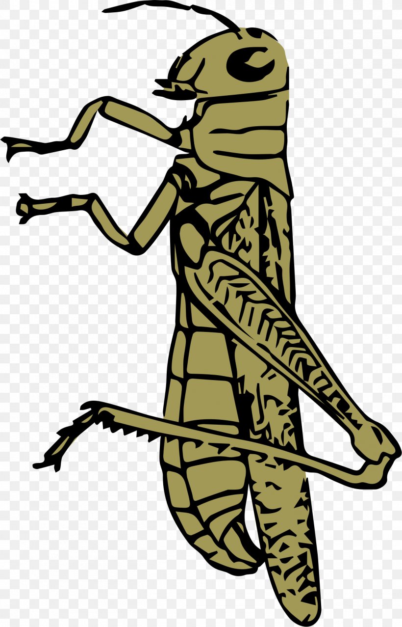 Grasshopper - Insect Grasshopper Clip Art PNG