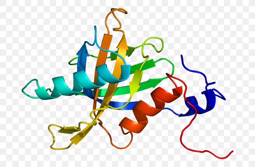 TENC1 Protein Gene Human Tensin, PNG, 732x540px, Protein, Area, Artwork, Dna, Enzyme Download Free