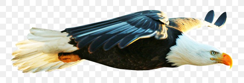 Bald Eagle Bird Beak Desktop Wallpaper, PNG, 800x280px, Bald Eagle, Animal, Animal Figure, Beak, Bird Download Free