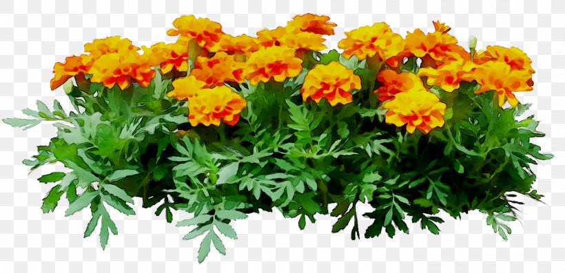 Chrysanthemum Annual Plant Herbaceous Plant Cut Flowers, PNG, 1472x714px, Chrysanthemum, Annual Plant, Chrysanths, Cut Flowers, English Marigold Download Free