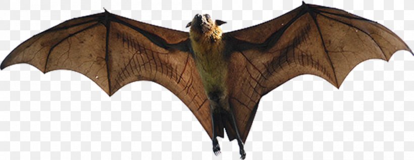 Giant Golden-crowned Flying Fox Large Flying Fox Indian Flying Fox Megabat, PNG, 1000x387px, Giant Goldencrowned Flying Fox, Animal, Animal Figure, Bat, Bird Download Free