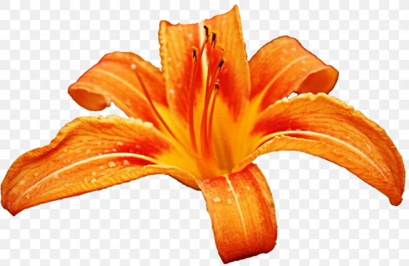 Lilium Bulbiferum Saint Petersburg Flower Clip Art, PNG, 1024x668px, Lilium Bulbiferum, Cut Flowers, Daylily, Easter Lily, Flower Download Free