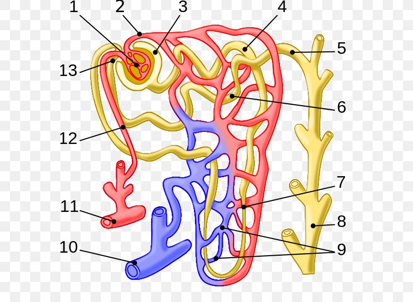 Nephron Arcuate Vein Kidney Efferent Arteriole Glomerulus, PNG, 579x600px, Watercolor, Cartoon, Flower, Frame, Heart Download Free