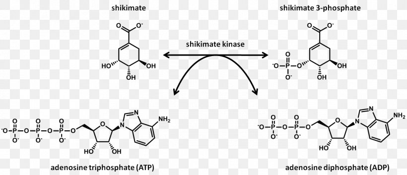 Shikimic Acid Shikimate Kinase Shikimate Pathway Protein Kinase, PNG, 1398x603px, Watercolor, Cartoon, Flower, Frame, Heart Download Free