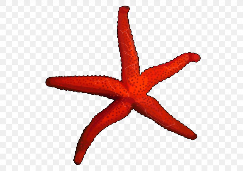 Starfish Jellyfish Echinoderm Invertebrate, PNG, 1600x1131px, Starfish, Animaatio, Drawing, Echinoderm, Invertebrate Download Free