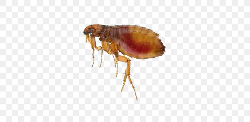 Cat Rat Flea Pest Control, PNG, 700x400px, Cat, Ant, Arthropod, Color, Flea Download Free