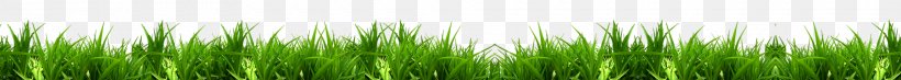 Vetiver Wheatgrass Green Plant Stem Chrysopogon, PNG, 1920x172px, Vetiver, Chrysopogon, Chrysopogon Zizanioides, Grass, Grass Family Download Free