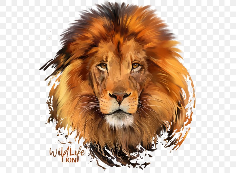 Lion Plakat Naukowy Poster T-shirt, PNG, 557x600px, Lion, Animal, Art, Big Cats, Carnivoran Download Free