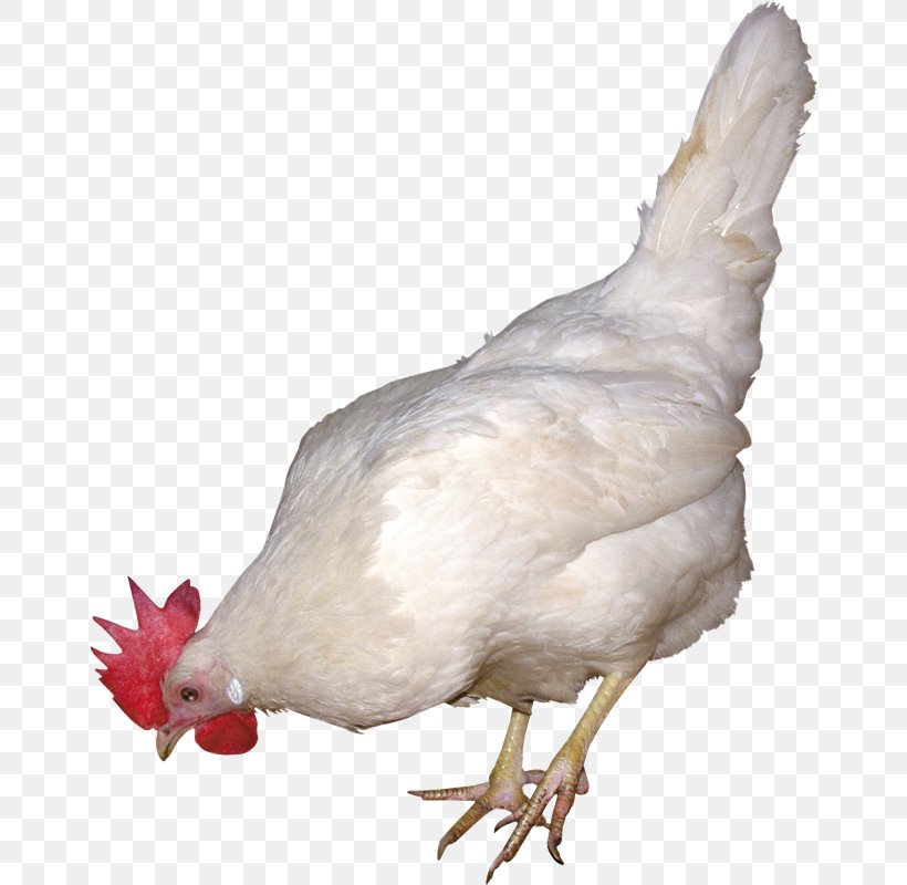 Rooster Phoenix Chicken Clip Art, PNG, 658x800px, Rooster, Animal, Beak, Bird, Chicken Download Free
