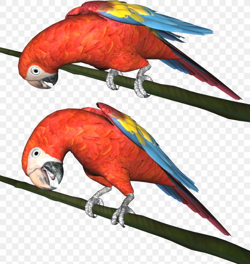 Bird Parrot Parakeet Clip Art, PNG, 967x1024px, Bird, Animal, Beak, Fauna, Feather Download Free