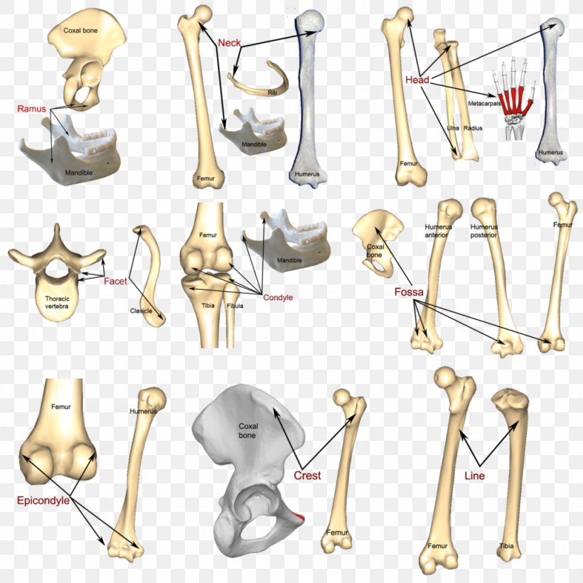Bone Arm Finger Hand Anatomy, PNG, 1024x1024px, Bone, Anatomy, Arm, Calcaneus, Clavicle Download Free
