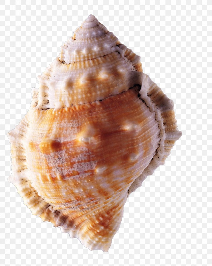 Mussel Seashell Conch, PNG, 863x1080px, Mussel, Animal Product, Beach, Clam, Clams Oysters Mussels And Scallops Download Free