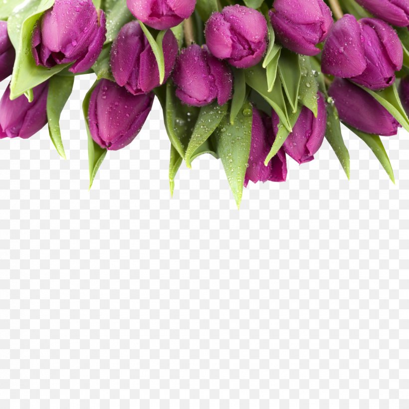 Tulip Desktop Wallpaper Flower Purple Innovation 1080p, PNG, 1080x1080px, Tulip, Branch, Bud, Cut Flowers, Display Resolution Download Free