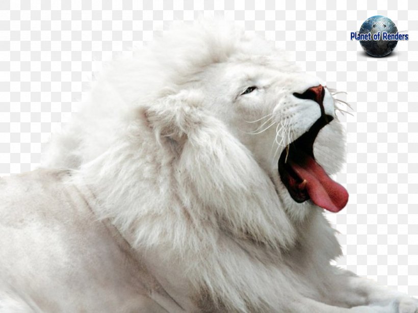 White Lion Leopard Cheetah Cougar, PNG, 1000x749px, Lion, Big Cat, Big Cats, Captivity, Cat Like Mammal Download Free