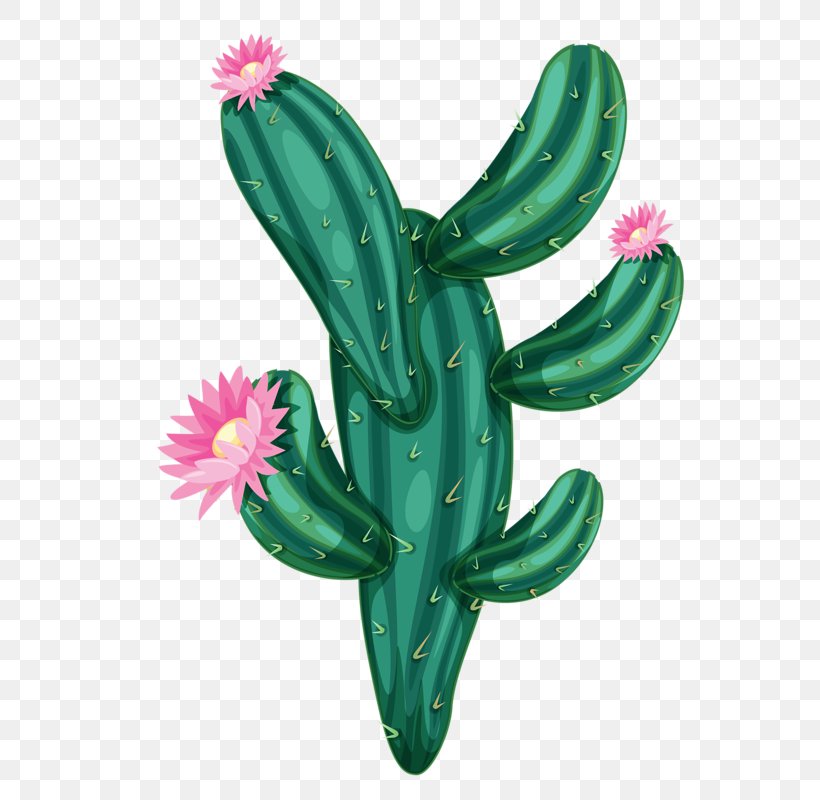 Cactaceae Drawing, PNG, 591x800px, Cactaceae, Cactus, Caryophyllales, Drawing, Erg Download Free