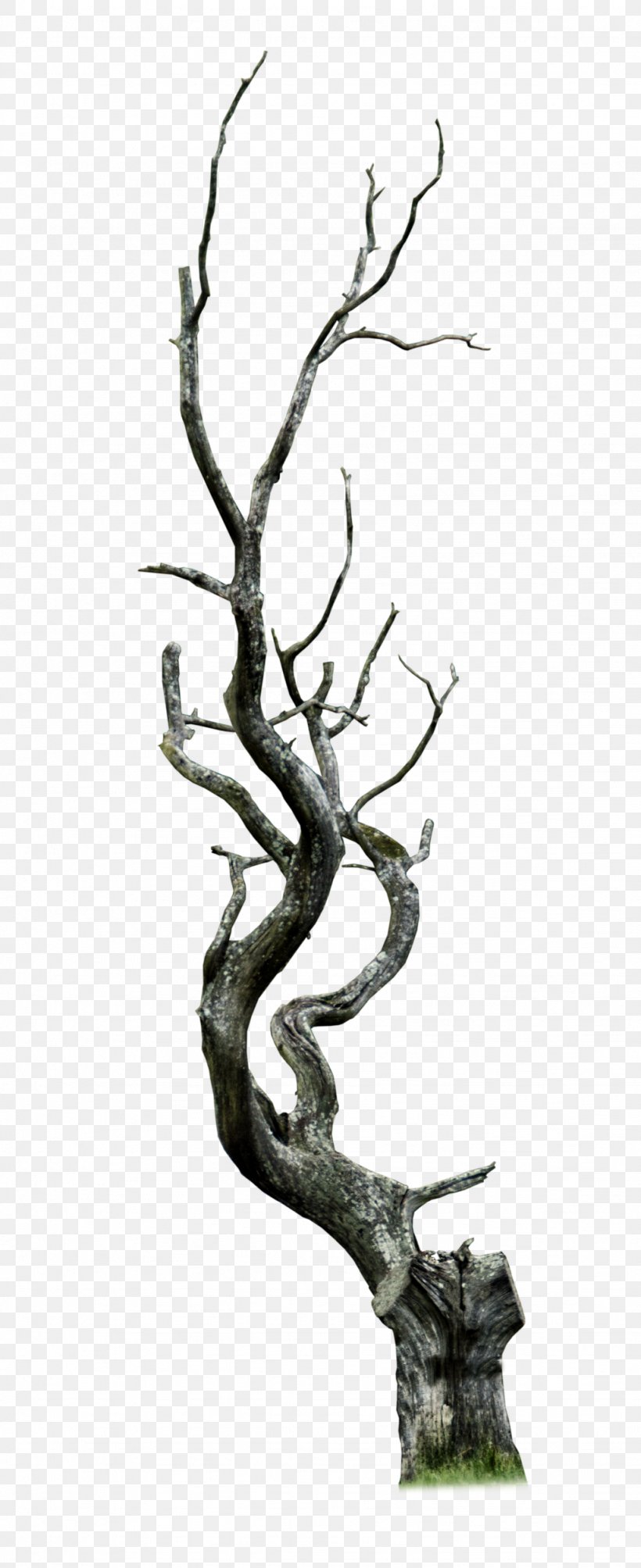 Tree Snag Branch Clip Art, PNG, 1024x2507px, Tree, Antler, Bany De Bosc, Black And White, Branch Download Free