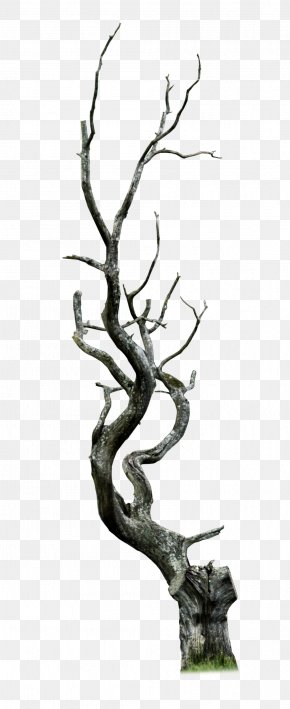 Tree Snag Clip Art, PNG, 512x1014px, Tree, Arm, Art, Black And White ...