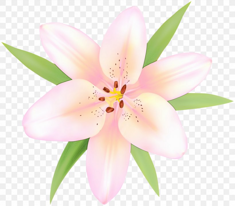 Watercolor Flower Background, PNG, 3000x2631px, Watercolor, Amaryllis Belladonna, Cattleya, Crinum, Floral Design Download Free