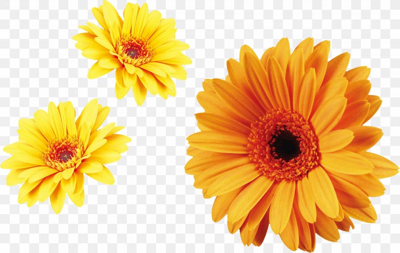 Chrysanthemum Flower Image Orange Download, PNG, 3089x1960px, Chrysanthemum, Annual Plant, Artificial Flower, Asterales, Barberton Daisy Download Free