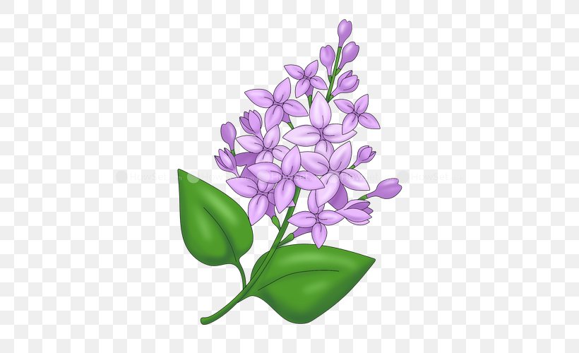 Drawing Caricature Lilac Lavender, PNG, 500x500px, Drawing, Caricature, Common Lilac, Flower, Flowering Plant Download Free