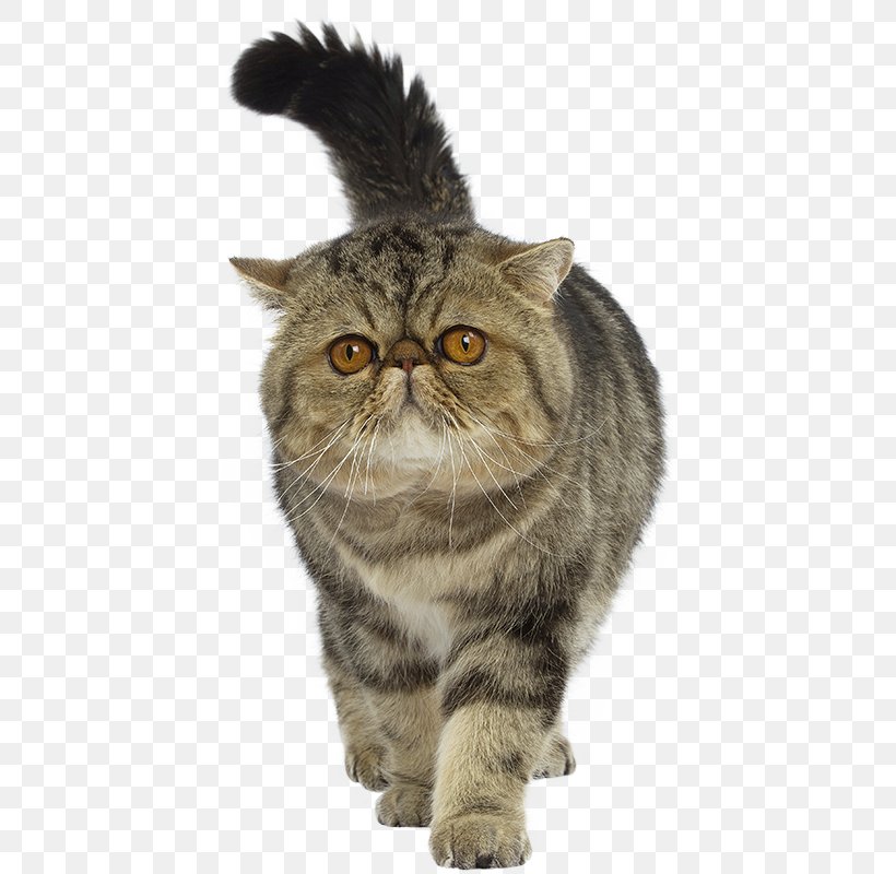 Exotic Shorthair British Shorthair Persian Cat Bengal Cat Maine Coon, PNG, 800x800px, Exotic Shorthair, American Shorthair, American Wirehair, Animal, Asian Download Free