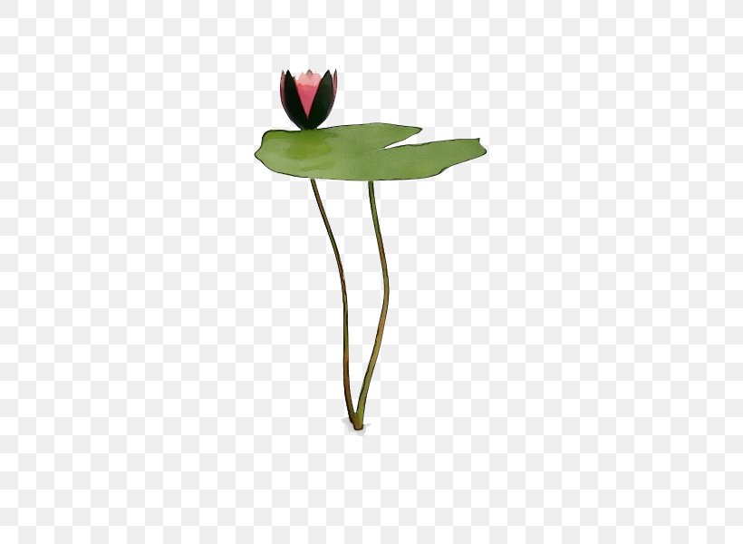 Flower Plant Leaf Plant Stem Pedicel, PNG, 600x600px, Watercolor, Anthurium, Flower, Leaf, Paint Download Free