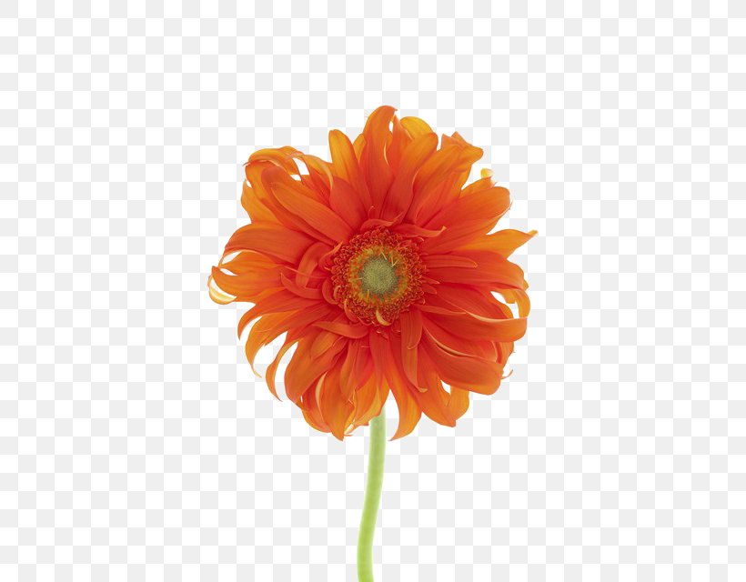 Gerbera Jamesonii Sunflower Student Movement Download, PNG, 427x640px, Gerbera Jamesonii, Chrysanthemum, Common Sunflower, Cut Flowers, Dahlia Download Free