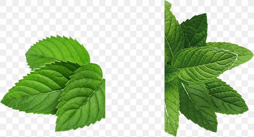 Peppermint Mojito Electronic Cigarette Aerosol And Liquid Menthol Flavor, PNG, 830x449px, Peppermint, Extract, Flavor, Herb, Herbalism Download Free