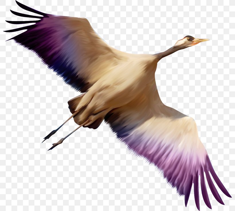 Bird Grus Clip Art, PNG, 800x739px, Bird, Beak, Crane, Crane Like Bird, Digital Image Download Free