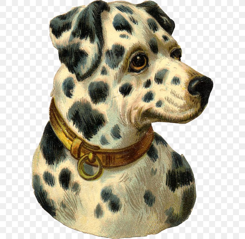 Dalmatian Dog Puppy Pug Cat, PNG, 608x800px, Dalmatian Dog, Antique, Carnivoran, Cat, Companion Dog Download Free