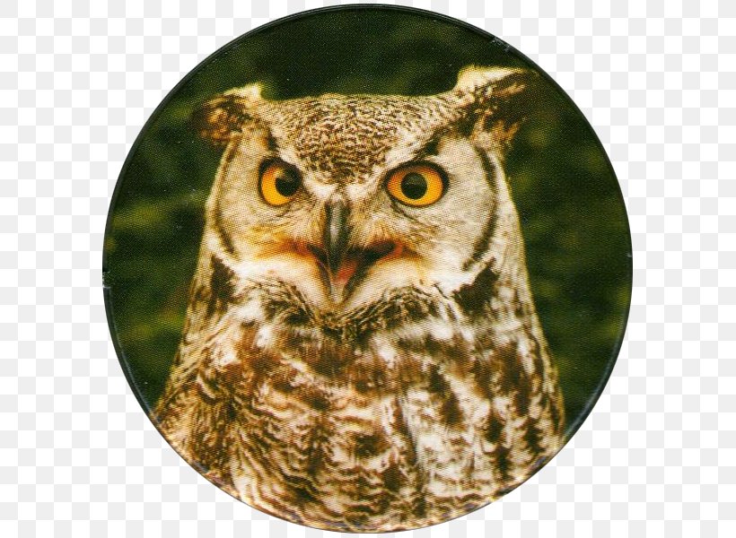 Great Horned Owl Bird Of Prey Barn Owl, PNG, 600x600px, Owl, Barn Owl, Beak, Bird, Bird Of Prey Download Free