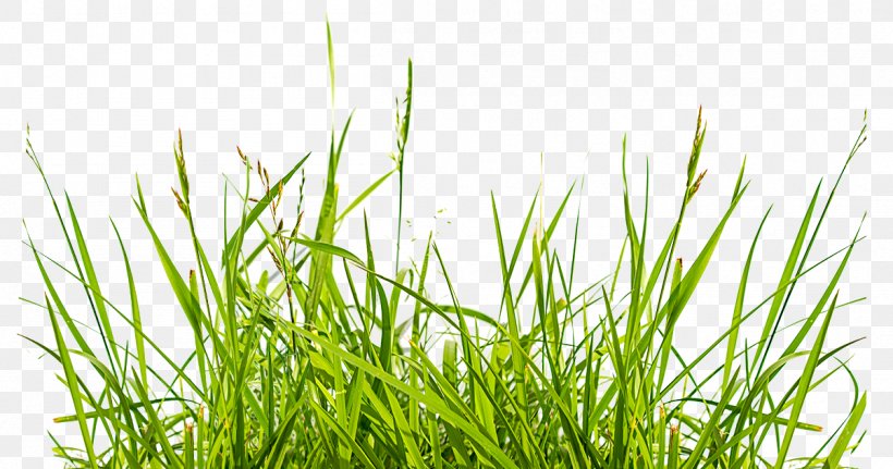 Weed IStock Lawn European Union Preemergent Herbicide, PNG, 1202x633px, Weed, Chrysopogon Zizanioides, Commodity, European Union, Forage Download Free