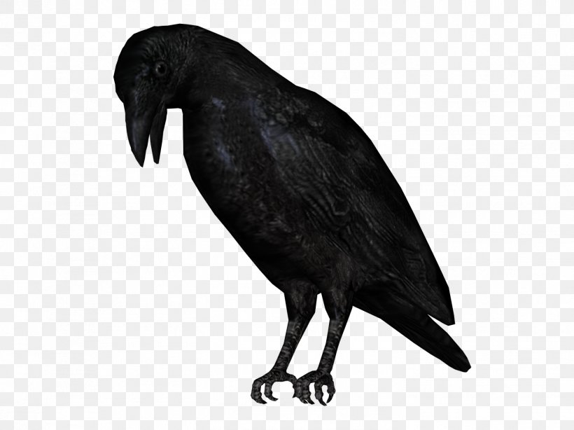 Bird American Crow Clip Art, PNG, 1469x1101px, Bird, American Crow, Animal, Beak, Black And White Download Free