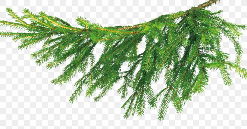 Christmas Tree Бычиха Branch, PNG, 1200x630px, Christmas, Branch, Child, Christmas Tree, Conifer Download Free