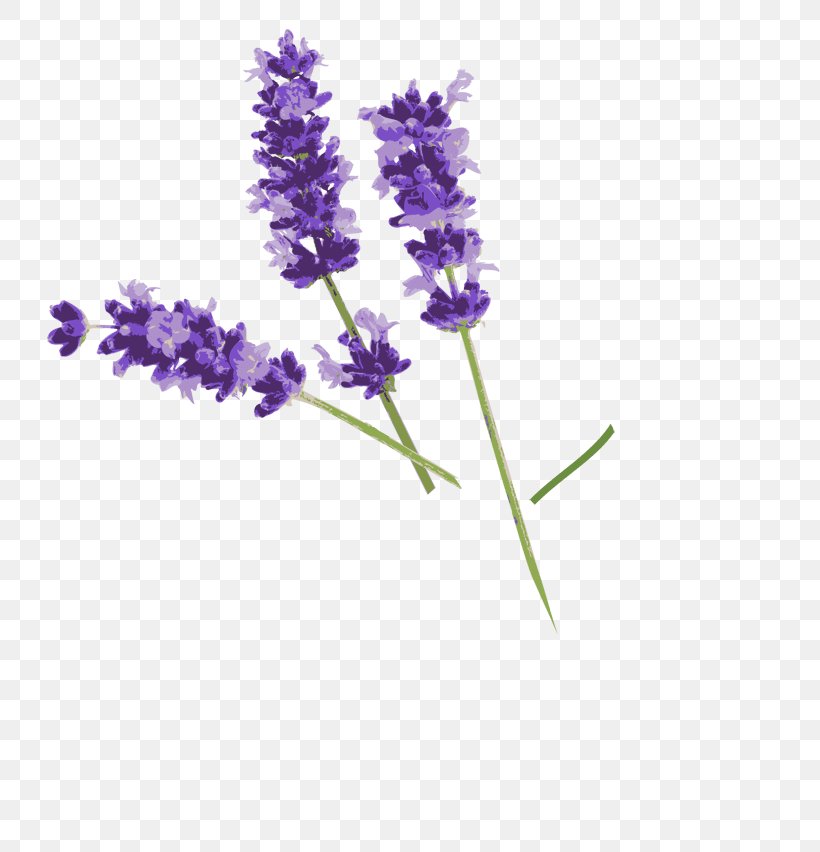 English Lavender Chamomile French Lavender Flower, PNG, 800x852px, English Lavender, Bud, Chamomile, Common Sage, Flower Download Free