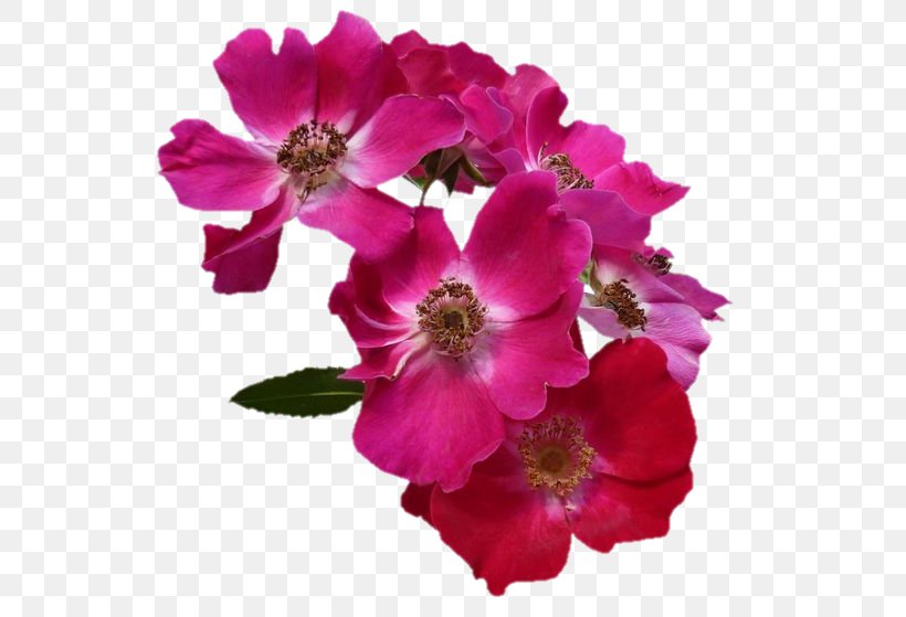 Floribunda, PNG, 582x559px, Floribunda, Advertising, Annual Plant, Blossom, Centifolia Roses Download Free