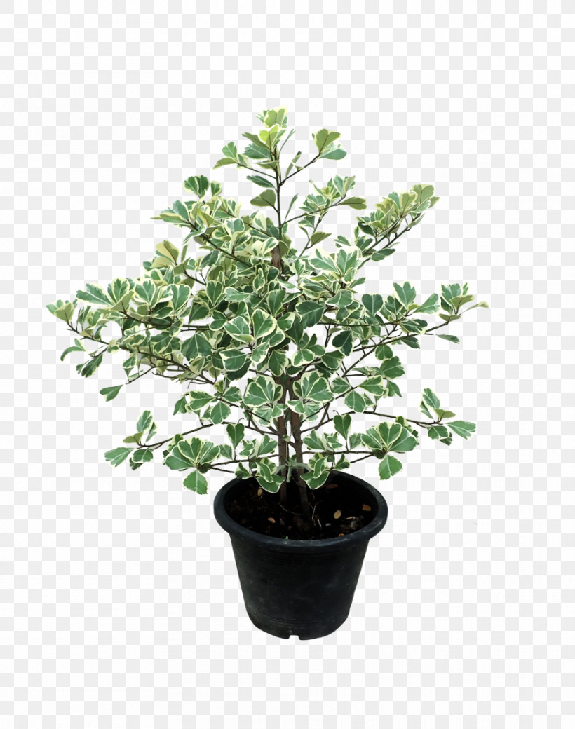 Flower Plant Flowerpot Tree Leaf, PNG, 910x1155px, Flower, California Lilac, Flowerpot, Herb, Houseplant Download Free
