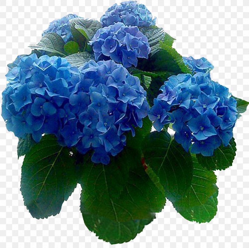 Hydrangea Houseplant Vladivostok Cut Flowers, PNG, 1200x1199px, Hydrangea, Annual Plant, Blue, Cornales, Cultivar Download Free