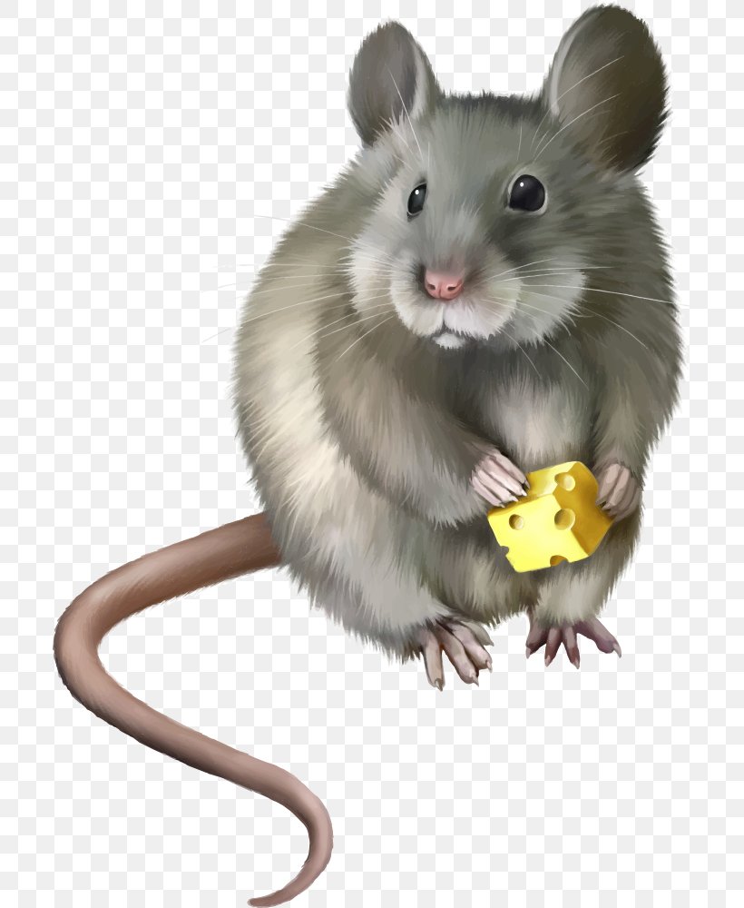 Rat Mouse Rodent Clip Art, PNG, 703x1000px, Rat, Dormouse, Fauna, Gerbil, Hamster Download Free