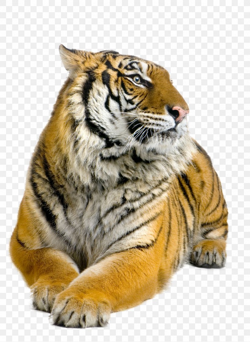 Siberian Tiger Bengal Tiger Sumatran Tiger Felidae Stock Photography, PNG, 1032x1412px, Siberian Tiger, Bengal Tiger, Big Cats, Carnivoran, Cat Like Mammal Download Free