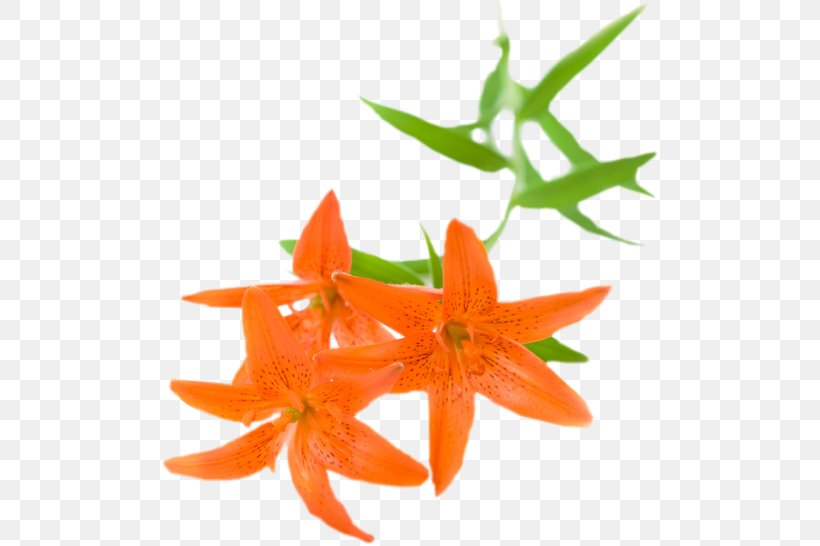 Stock Photography Flower Orange Lily, PNG, 500x546px, Stock Photography, Flower, Fundal, Lilium, Orange Download Free