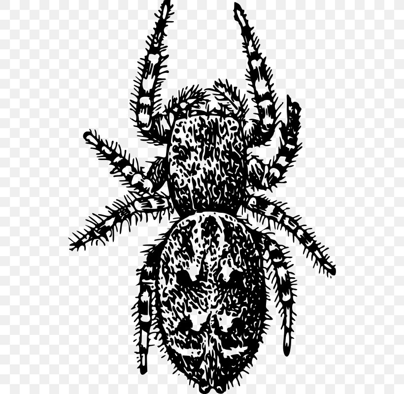 Angulate Orbweavers Arachnid Clip Art, PNG, 544x800px, Angulate Orbweavers, Arachnid, Araneus, Arthropod, Black And White Download Free