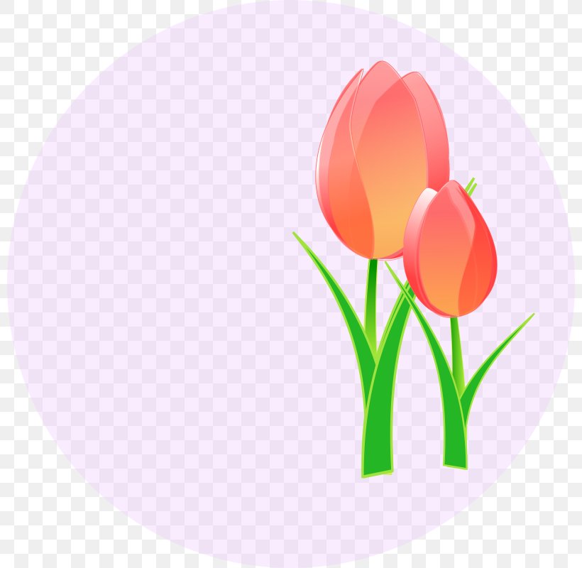 Borders Clip Art Tulip Openclipart Vector Graphics, PNG, 800x800px, Tulip, Borders Clip Art, Drawing, Flower, Flowering Plant Download Free
