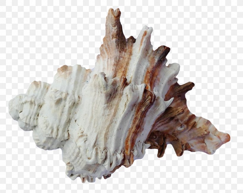 Ocean Park Hong Kong Seashell, PNG, 1610x1280px, Seashell, Animal Product, Animal Source Foods, Conch, Conchology Download Free