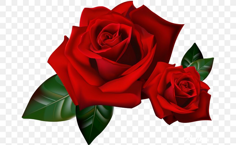 Rose Animation YouTube, PNG, 670x506px, Rose, Adobe Fireworks, Animation, Cut Flowers, Flora Download Free