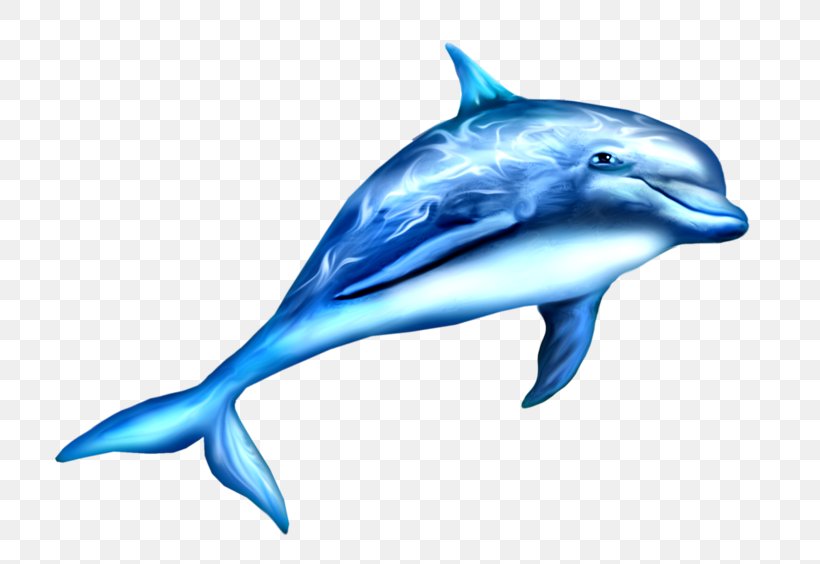 Toothed Whale Moskvarium Dolphin Child Drawing, PNG, 800x564px, Toothed Whale, Adult, Cetacea, Child, Coloring Book Download Free