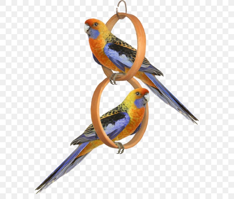 Bird Parrot Clip Art, PNG, 700x700px, Bird, Animal, Beak, Blog, Color Download Free