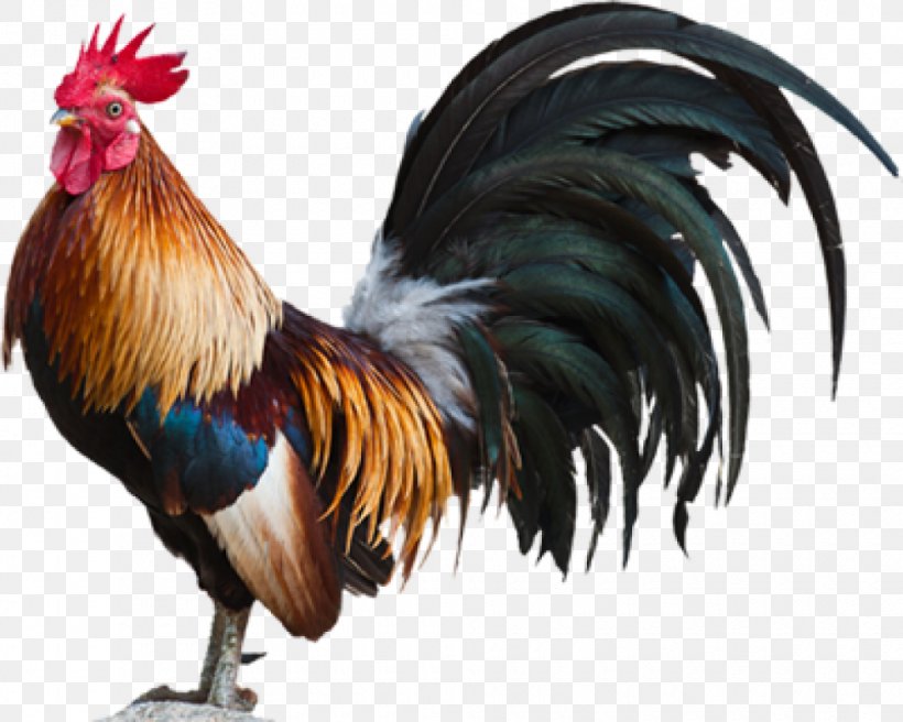 Chicken Meat Rooster Chicken Curry Bantam, PNG, 980x784px, Chicken, Bantam, Beak, Bird, Chicken Coop Download Free