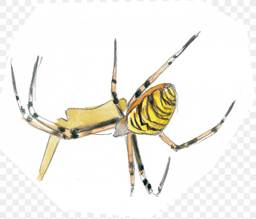 Insect Pest Arachnid Membrane, PNG, 1399x1200px, Insect, Arachnid, Arthropod, Invertebrate, Membrane Download Free