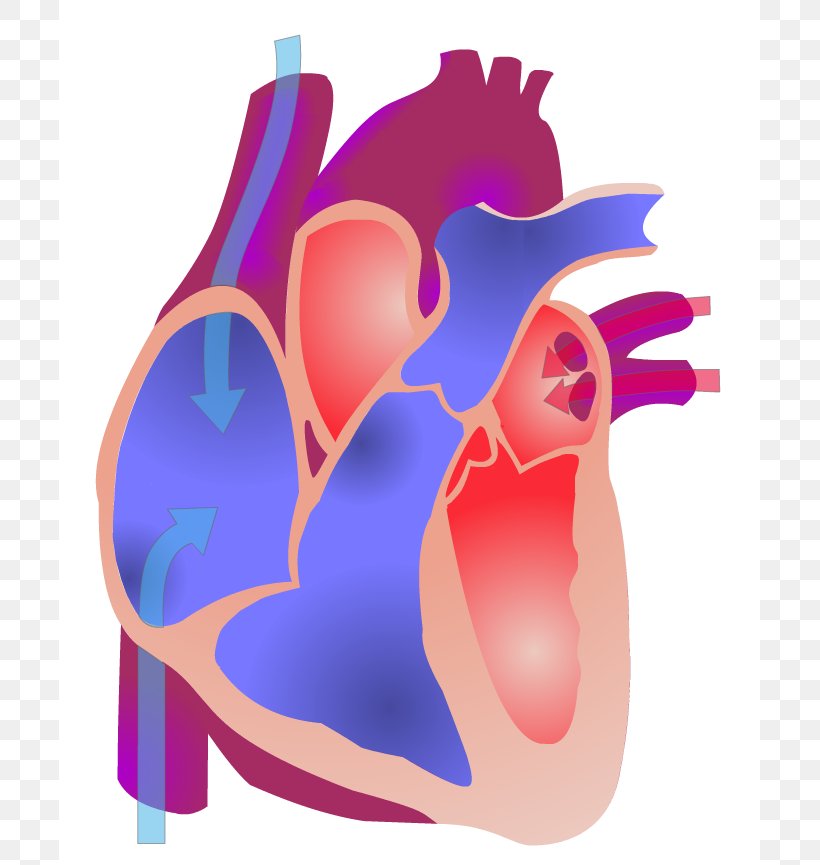 Electrical Conduction System Of The Heart Animation Anatomy Cardiac Cycle,  PNG, 701x865px, Watercolor, Cartoon, Flower, Frame,